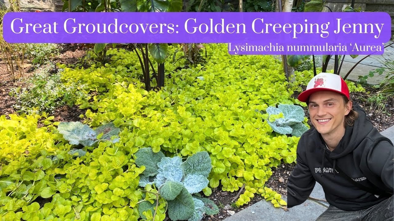 Video thumbnail for Great Groundcover: Creeping Jenny Golden - Lysimachia nummularia 'Aurea'