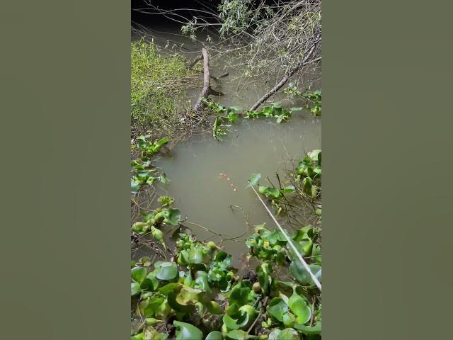 Video thumbnail for #fishing mp4