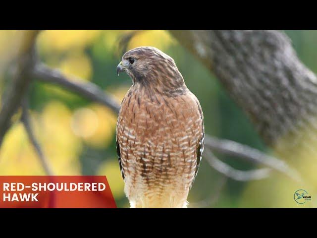 Video thumbnail for Hawks in Ohio: Skyward Protectors of the Buckeye State