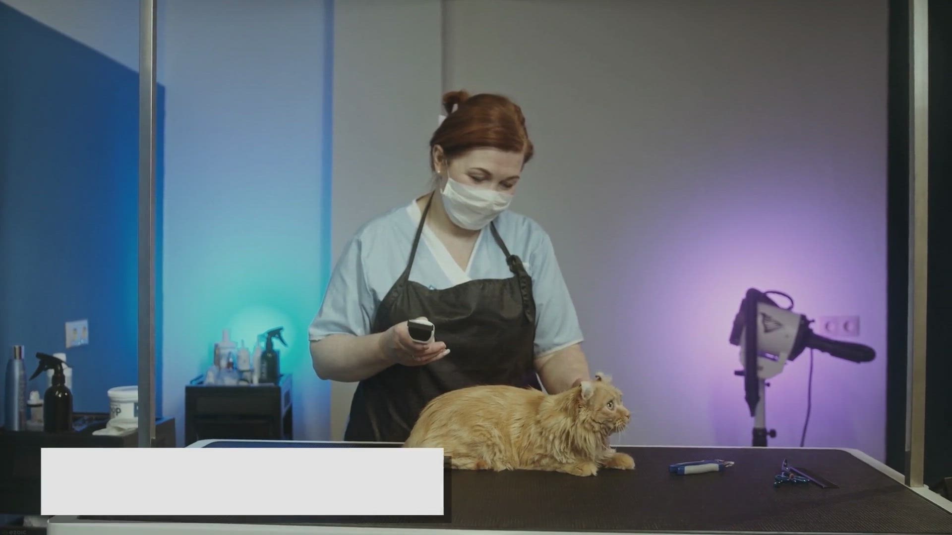 'Video thumbnail for Ragdoll Cat Ear Care: Tips for Clean and Healthy Ears'