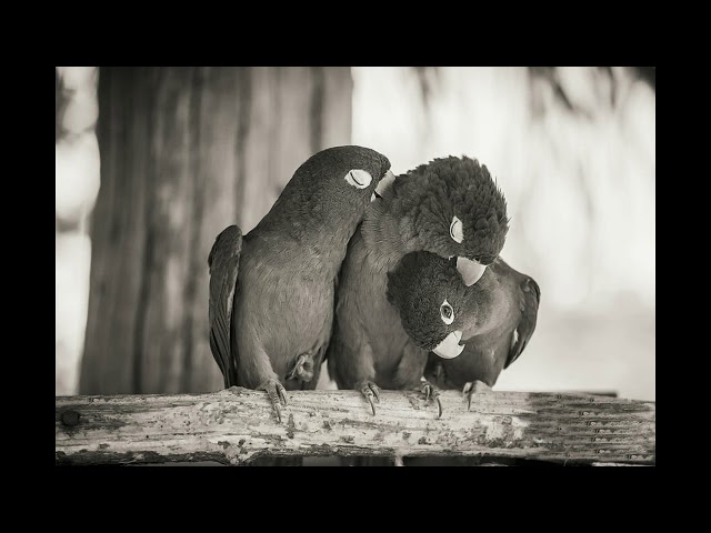 Video thumbnail for Romance er Jonno Love Birds - Pinaki Thakur