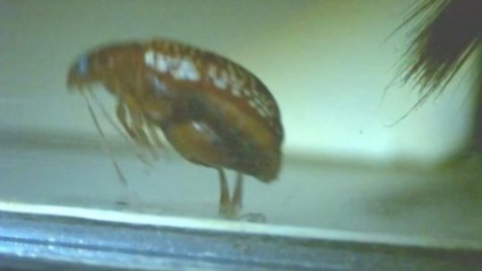 Video thumbnail for Beetle jump inspires bionic limb design