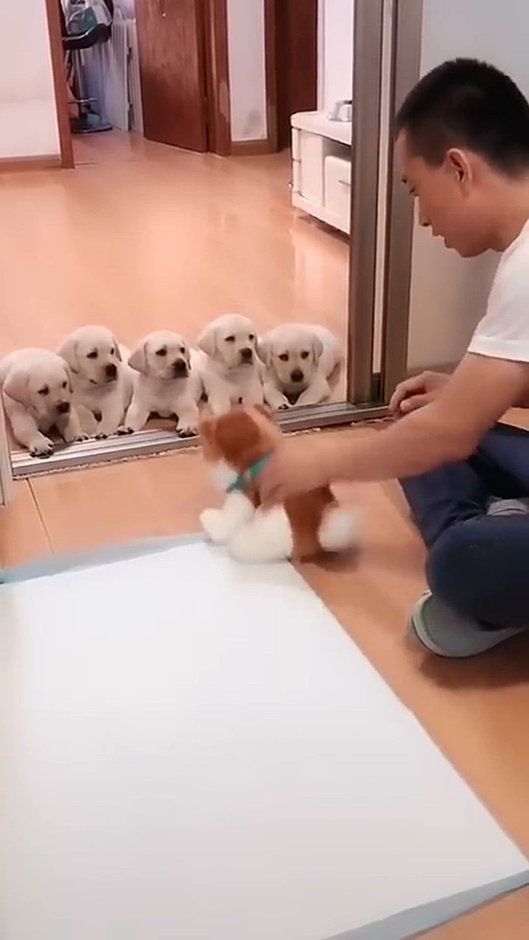 Video thumbnail for animals cat dog fun  #shorts