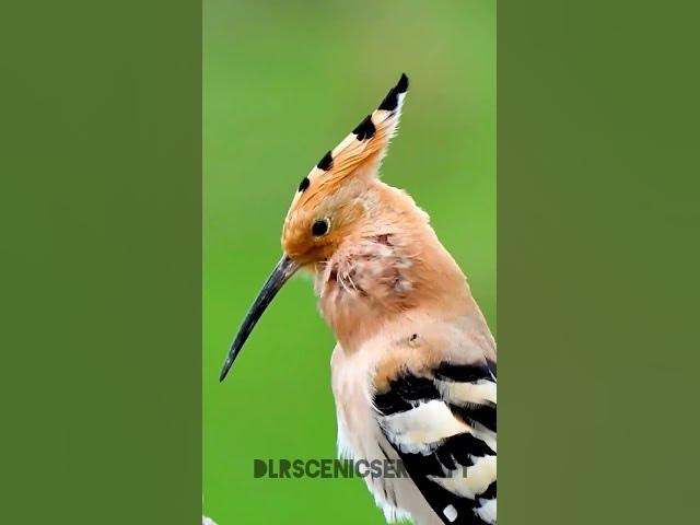 Video thumbnail for Eurasian hoopoe