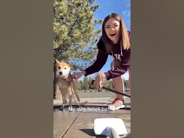 Video thumbnail for #channelchatter DOGS..🙄🎁