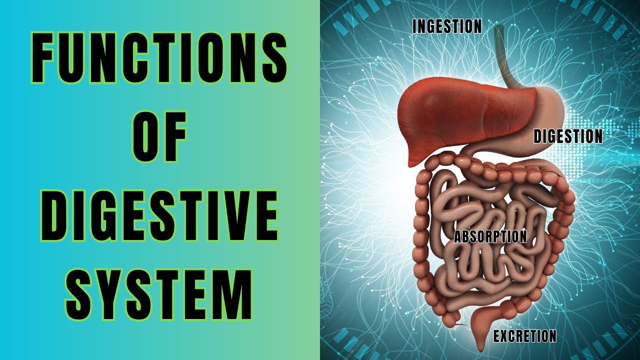 Video thumbnail for The Function of Digestive System || Ingestion, Digestion, Absorption and Excretion @biologyexams4u