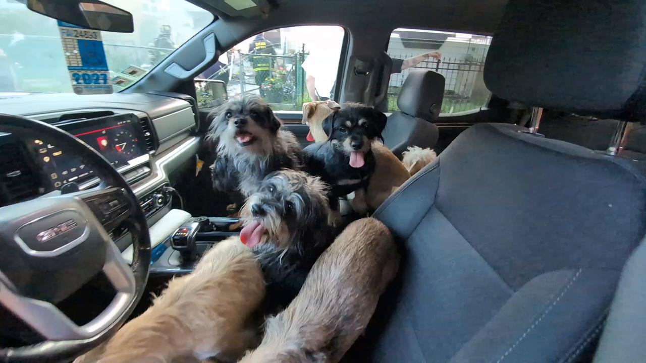 Video thumbnail for US: Chicago firefighters rescue 17 dogs after blaze tears through home.