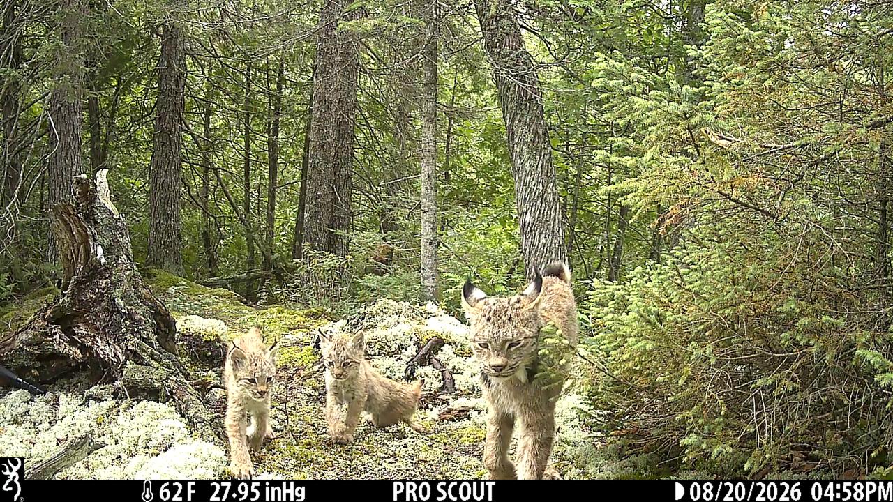 Video thumbnail for Trail Camera Captures Elusive Lynx Family in Minnesota