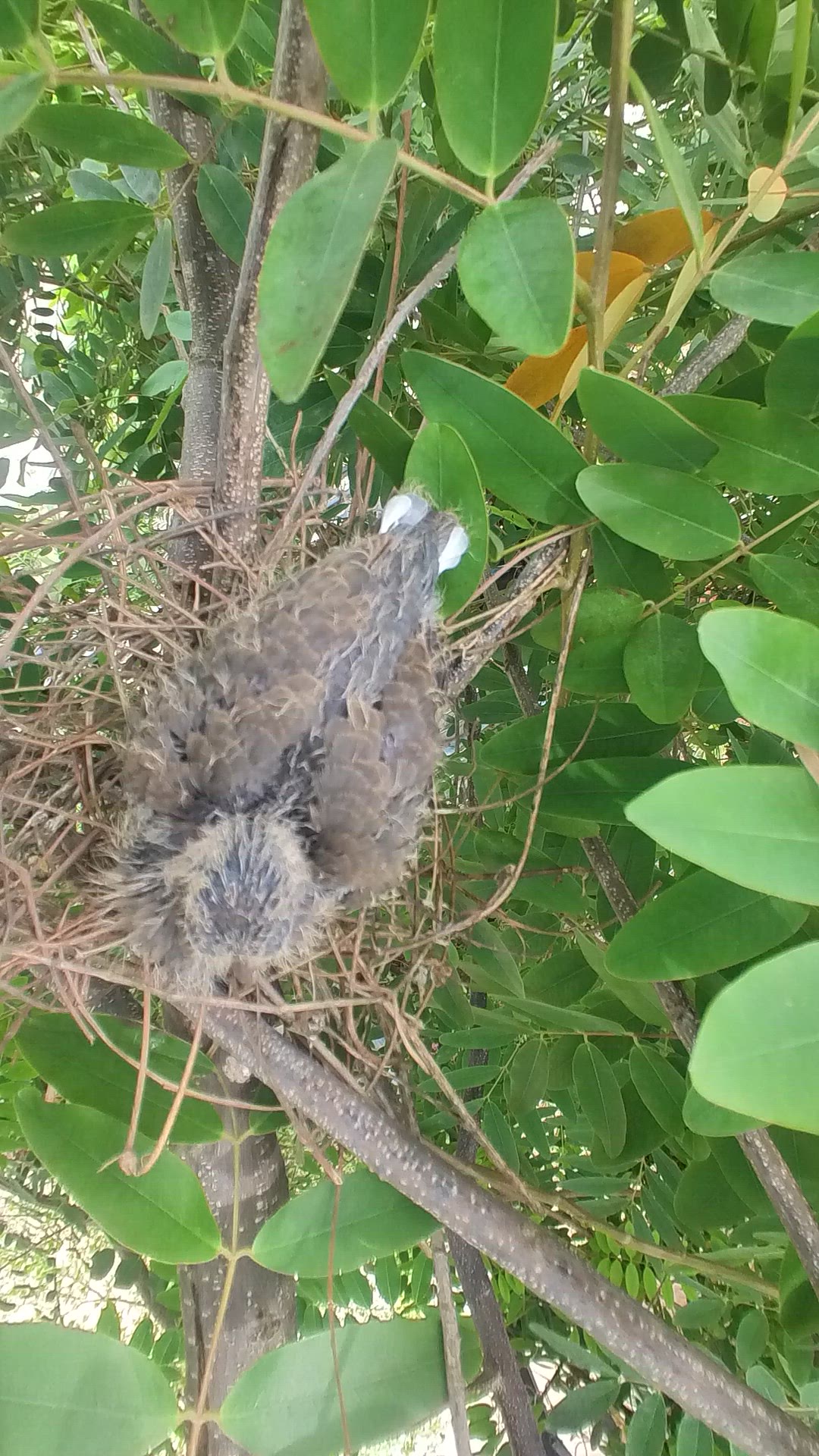 'Video thumbnail for wild dove life #babybird #dove #dovebird #nestbird #shortbird #nestdove #birdeat #birdfeed'