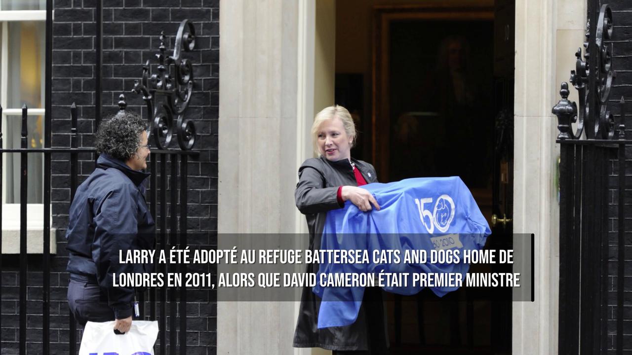 Video thumbnail for Au 10 Downing Street, les premiers ministres se succèdent, mais Larry le chat reste.