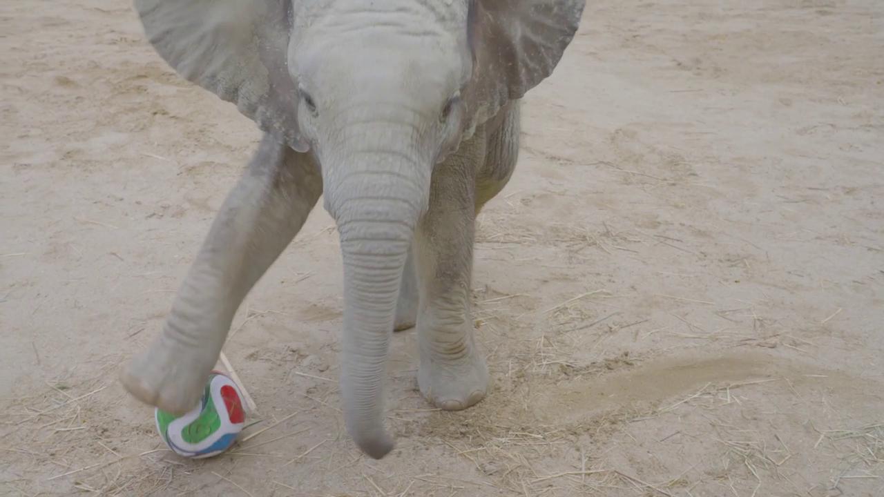 Video thumbnail for Austria: Elephant Calf Stuns With Football Skills In World Cup Zoo Enrichment Session.