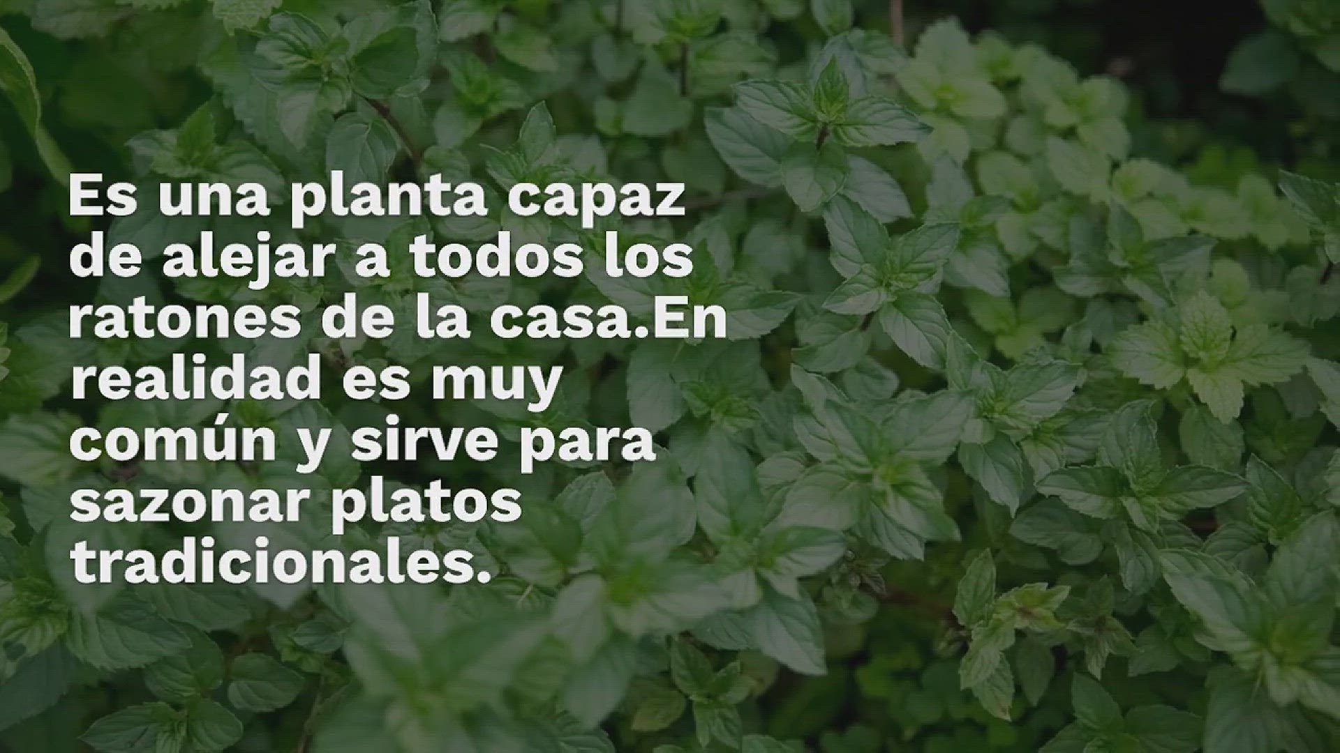 Video thumbnail for Esta planta mantiene a los ratones fuera de casa al instante: la usas para sazonar platos