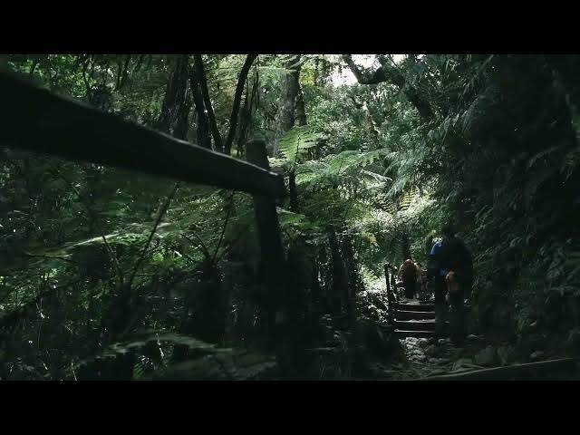 Video thumbnail for "In The Jungle"- Original Song by Echoes