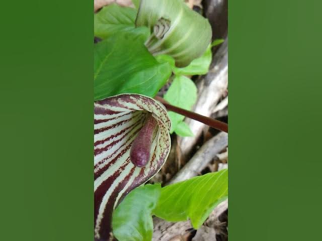 Video thumbnail for Going to the woods