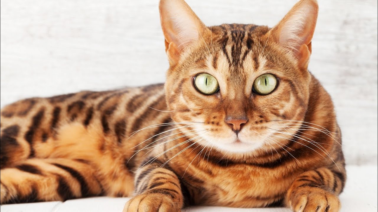 Video thumbnail for Bengal Cat Breed: Pros & Cons