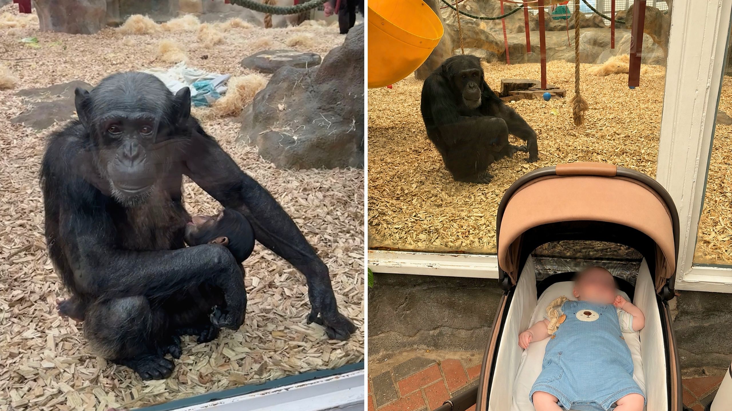 Video thumbnail for Chimp And Human Share Incredible Motherly Connection