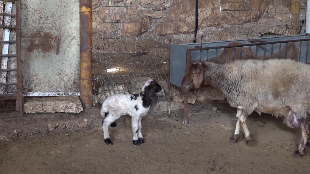 Video thumbnail for Israeli settlers steal dozens of sheep in West Bank raid, locals say.