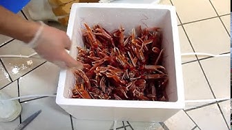 Video thumbnail for Langoustines vivantes