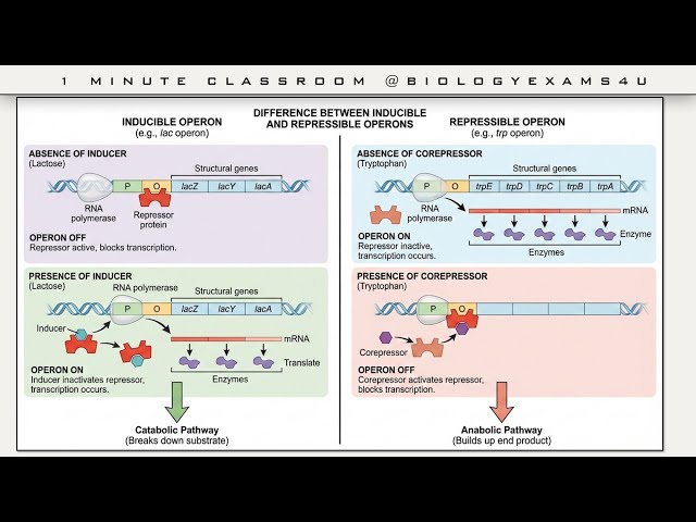 Video thumbnail for Difference between Inducible and Repressible Operon with Examples