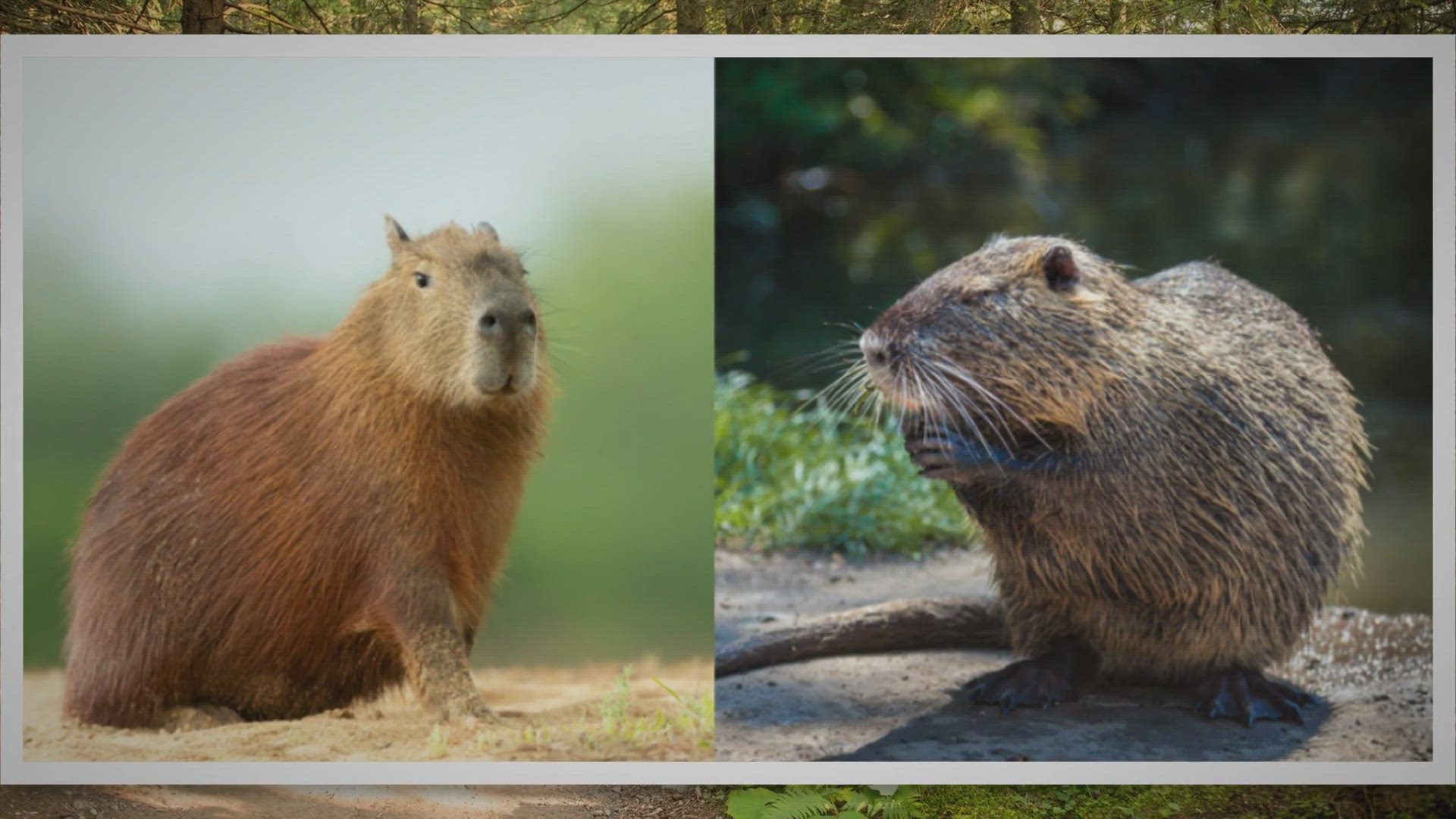 Video thumbnail for Capybara vs. Nutria: What’s the Difference?