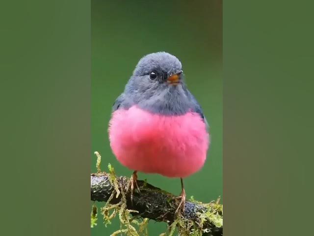 Video thumbnail for birds nature sounds relaxing