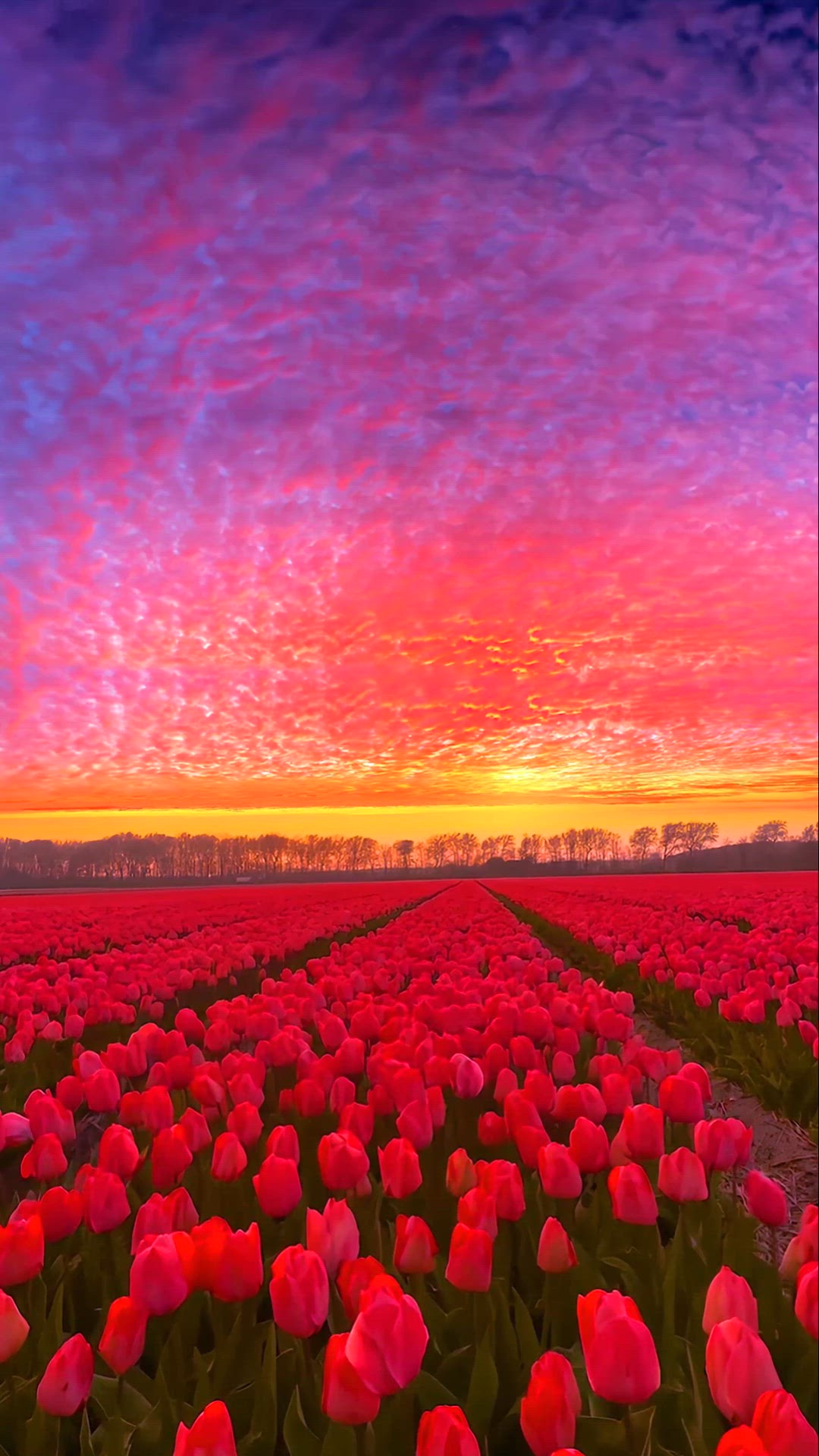 Video thumbnail for Sunset with roses 🌹🥀