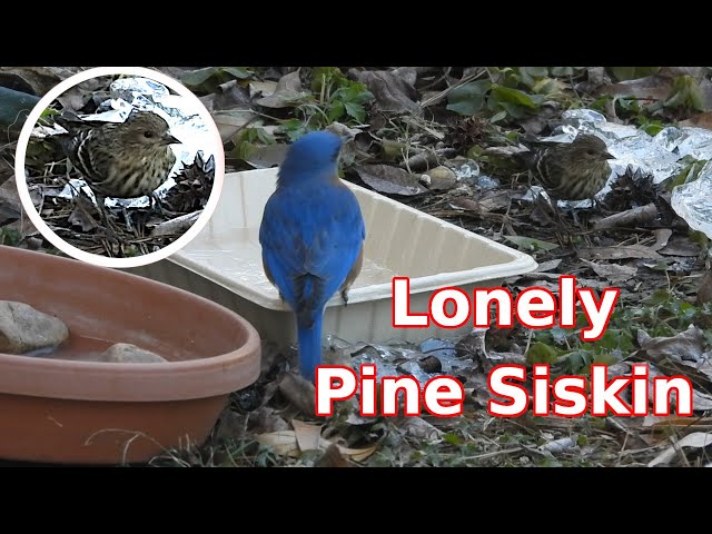 Video thumbnail for Lonely Pine Siskin at Water Feature