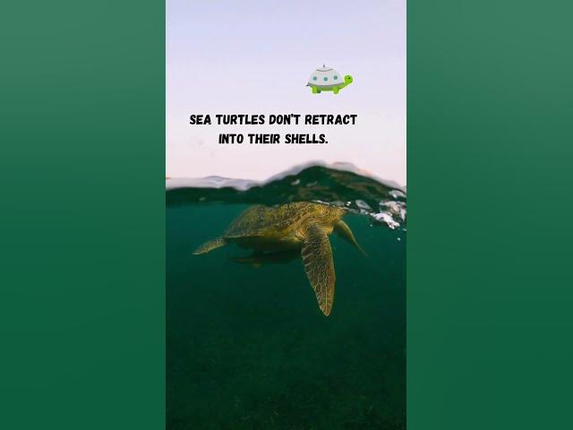 Video thumbnail for Sea Turtle Day