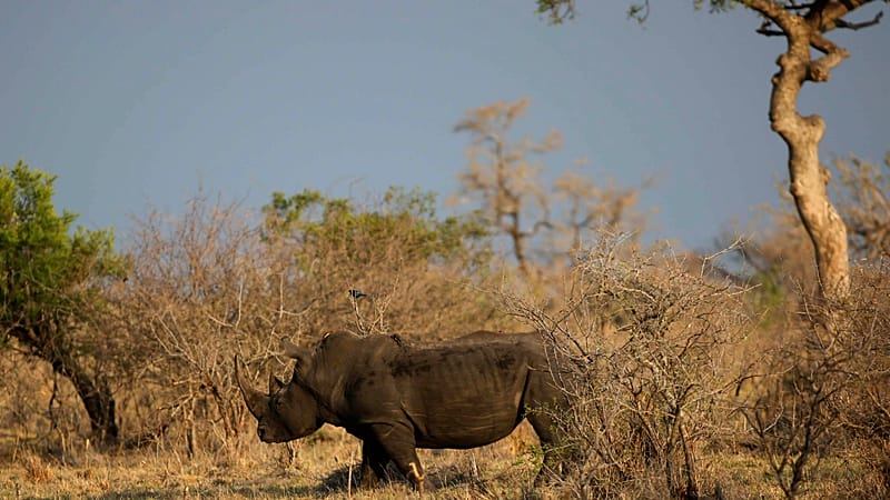 Video thumbnail for Rhino poaching in South Africa's Kruger park doubles despite national drop