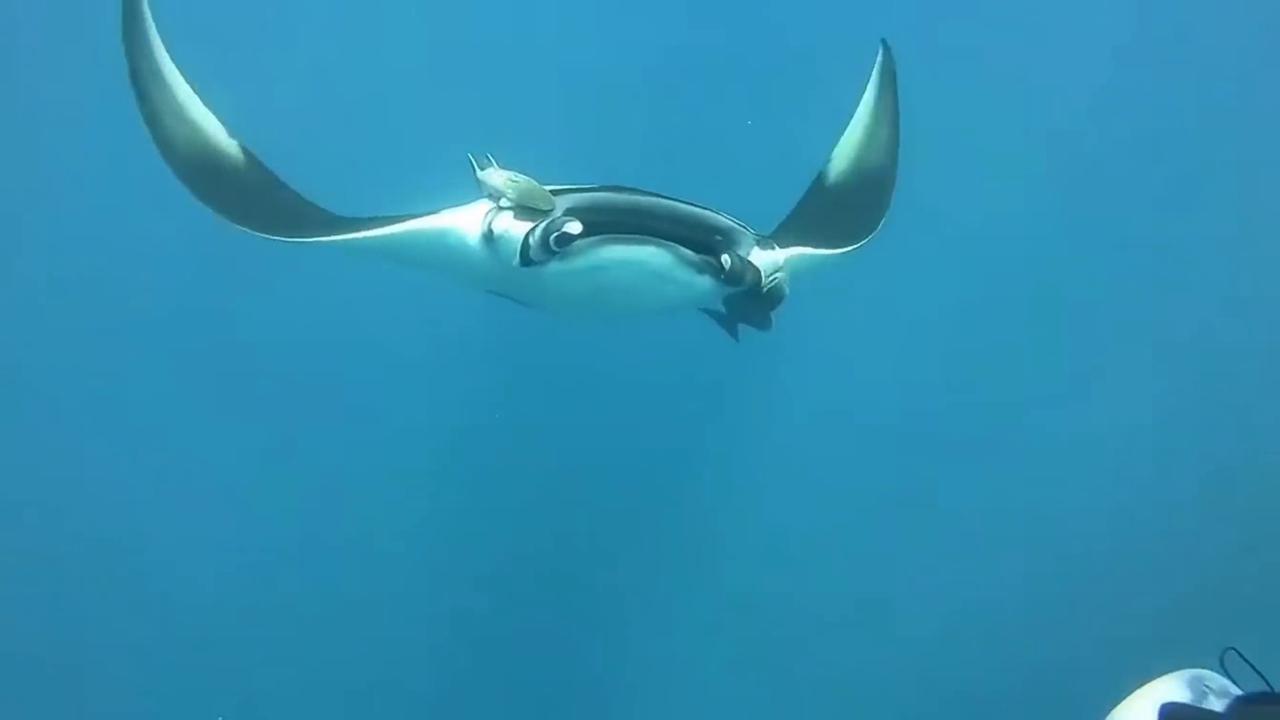 Video thumbnail for China: Manta ray turns around Chinese diver.