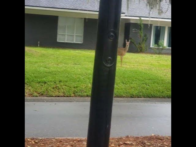 Video thumbnail for Deers in Jacksonville