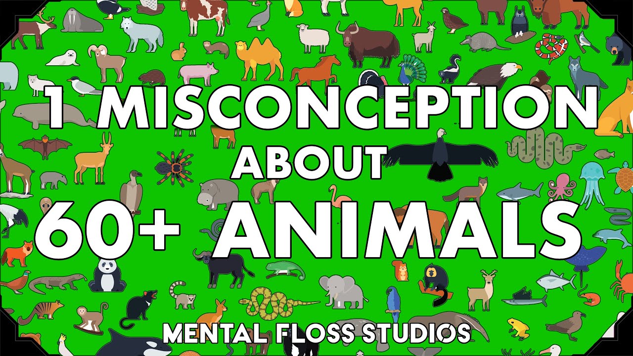 Video thumbnail for Misconceptions About 64 Different Animals | Mental Floss
