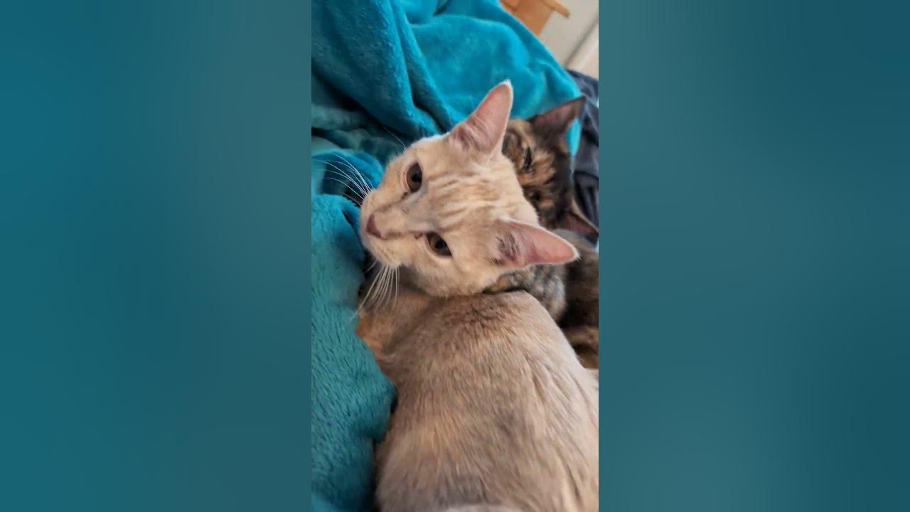 Video thumbnail for 🐈🐈‍⬛Kittens: You Are Being Groomed. Please Do Not Resist | Soot & Shine