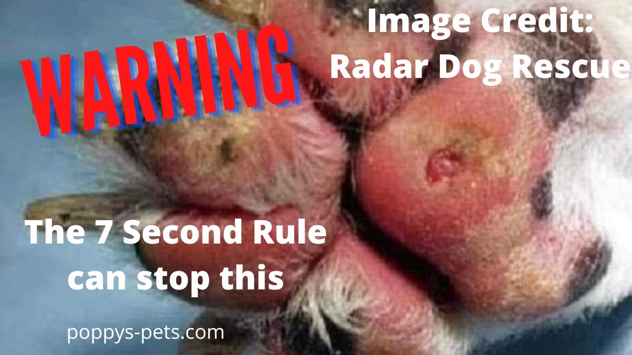 'Video thumbnail for What Is The 7-Second Rule?  How to Stop Your Dog Burning Its Paw Pads Outdoors'