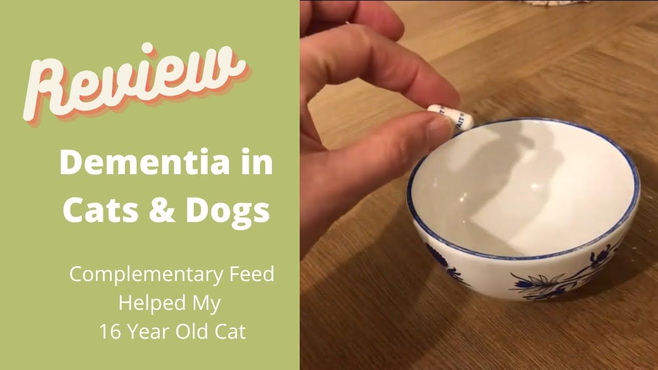 'Video thumbnail for Pet Cognitive Dysfunction (dementia): How Can You Help Your Pet? PRODUCT UPDATE IN DESCRIPTION BOX'