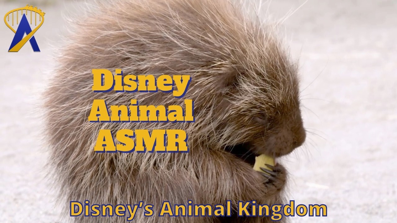 Video thumbnail for Sounds of Disney's Animal Kingdom: Disney ASMR