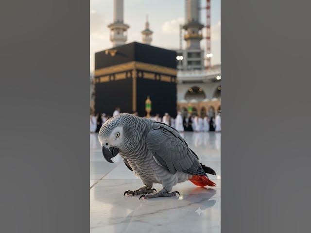 Video thumbnail for خانہ کعبہ میں طوطے کی زبان سے "سبحان ربی الاعلیٰ" کی تسبیح ​#Kaaba​#Makkah​#SubhanAllah