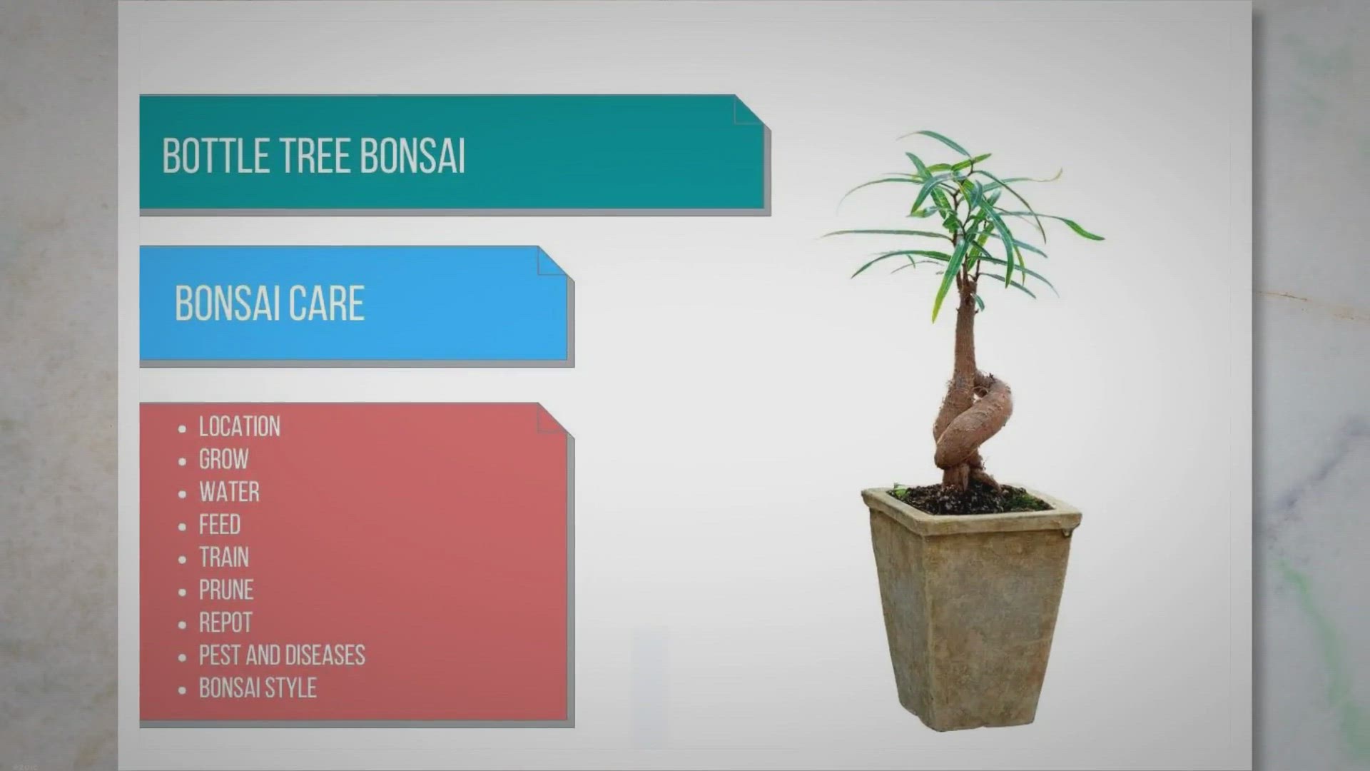 Video thumbnail for Bottle tree bonsai care