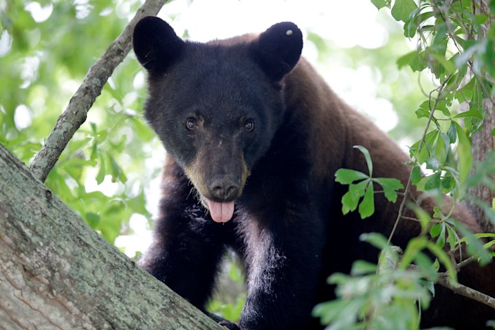 Video thumbnail for Nearly 370 bears killed during first phase of New Jersey bear hunt