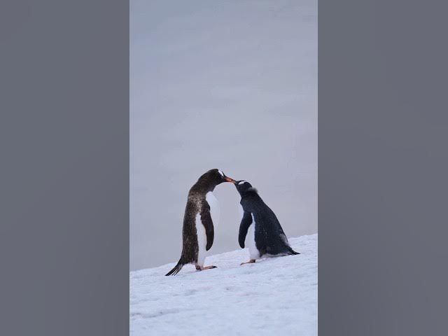 Video thumbnail for How Penguins Say "I Love You" 🥰❄️ #shorts #shortsfeed