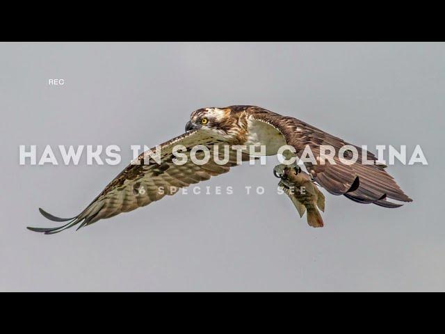 Video thumbnail for Hawks in South Carolina: Feathered Guardians of the Palmetto State