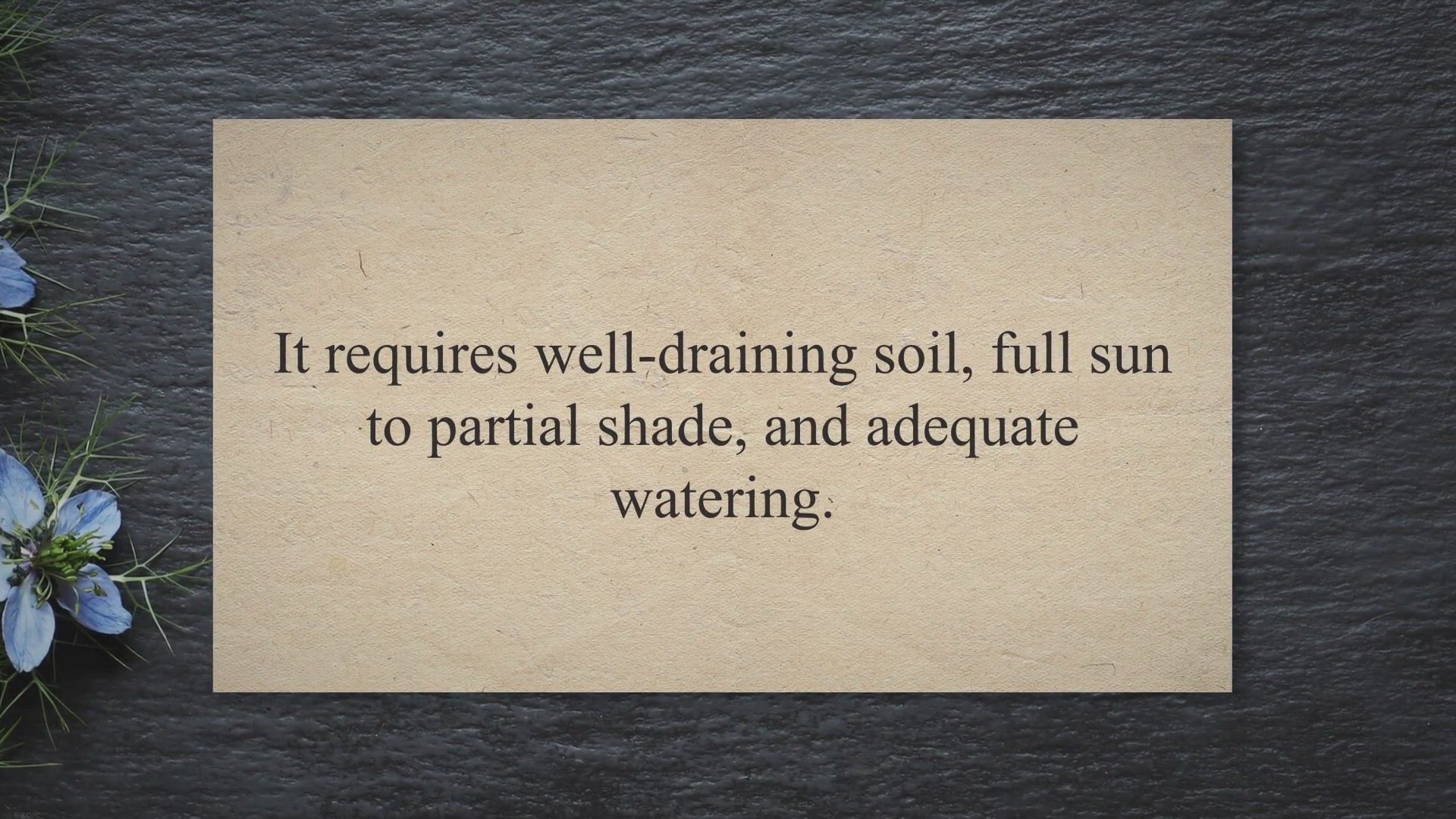 Video thumbnail for high noon tree peony