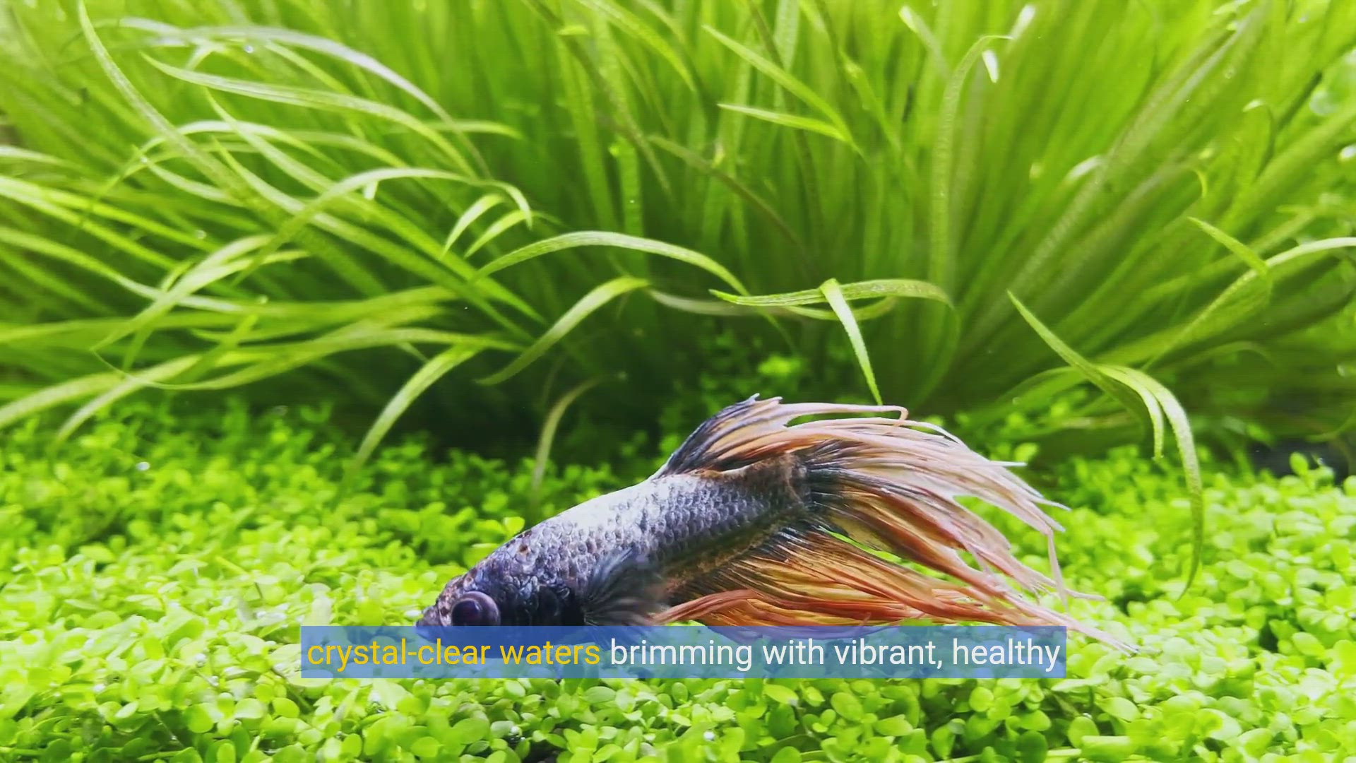 'Video thumbnail for Crystal Clear Waters_ Ultimate Guide to Fish Tank Maintenance'
