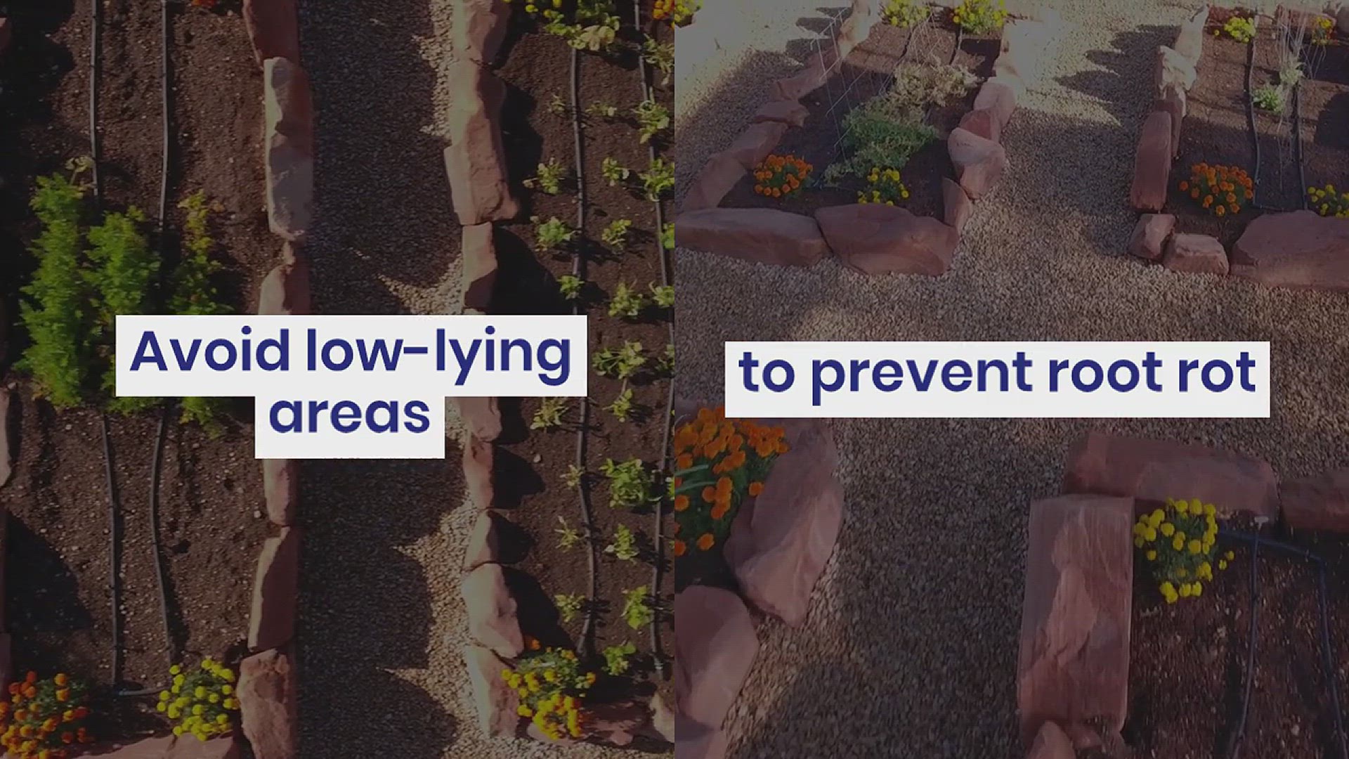 'Video thumbnail for Tips for Growing Berries in Your Garden'