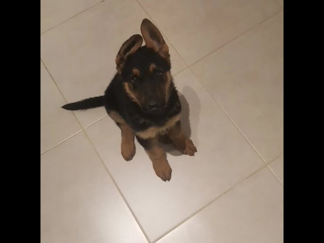 Video thumbnail for Baloocreate at the age of 2 and a half months