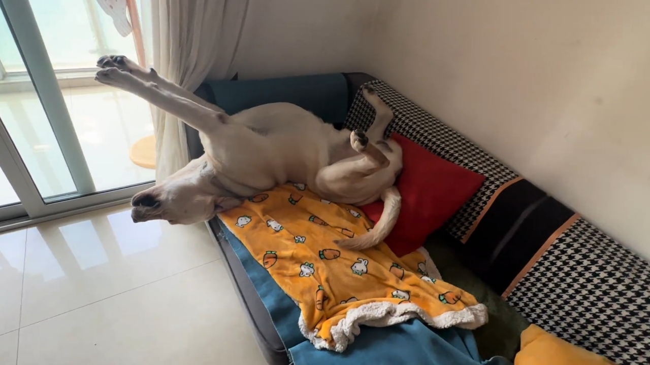 Video thumbnail for Dog Sleeps on Back on Couch in Sichuan