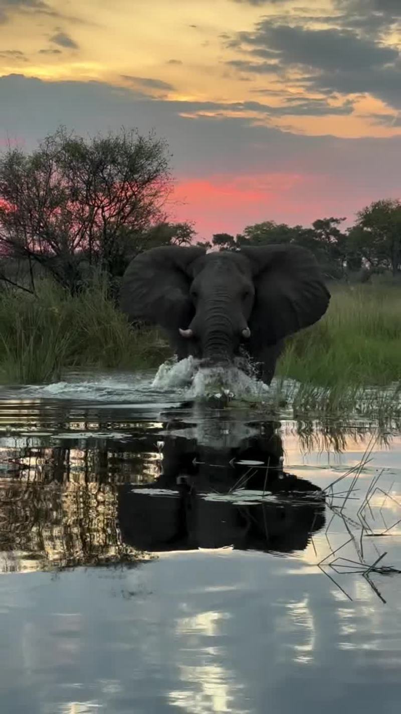Video thumbnail for Elephant Charging through Okavango Delta Waters at Sunset