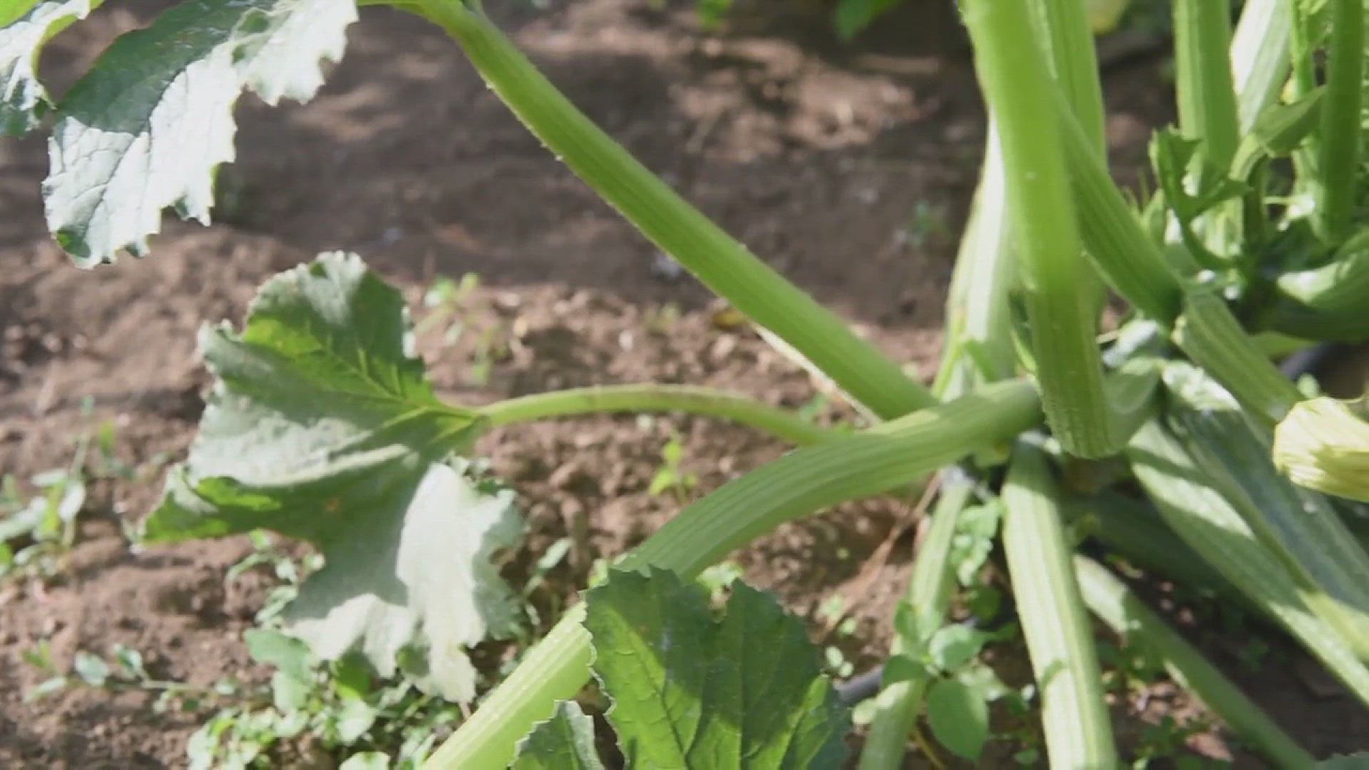 'Video thumbnail for Tips for Growing Squash in the Backyard'