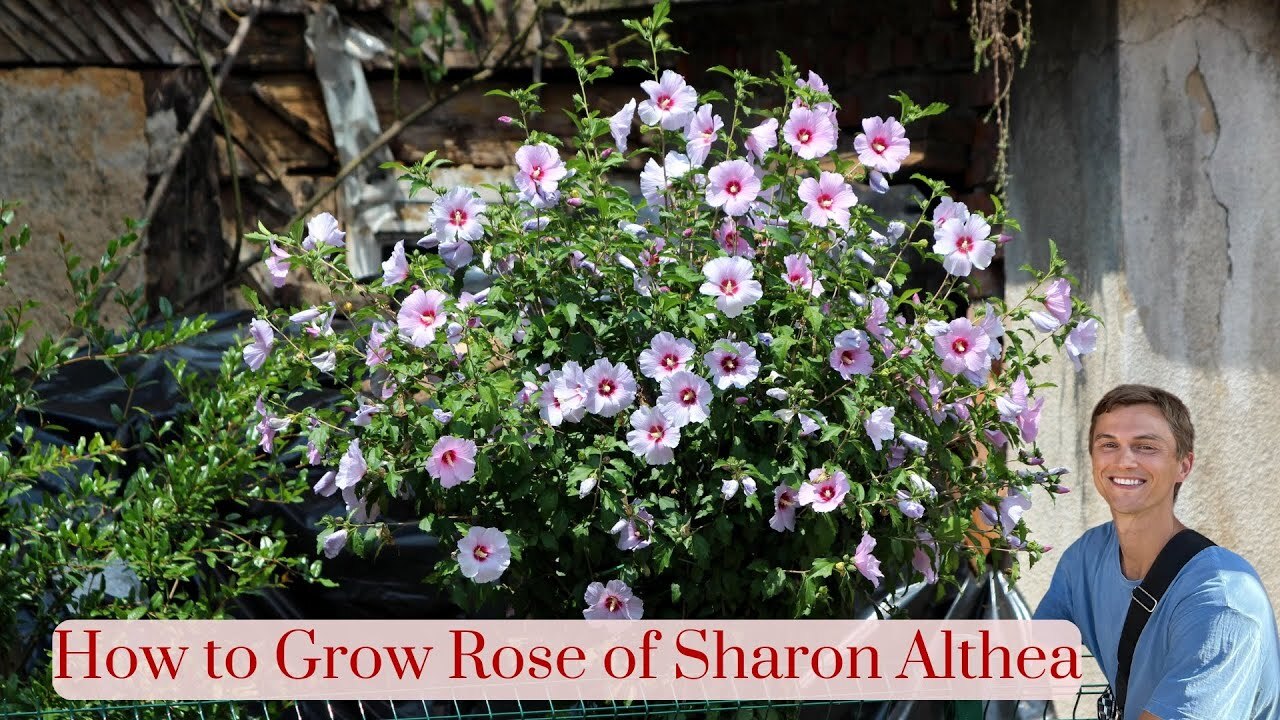 Video thumbnail for ROSE OF SHARON - How to Grow Hibiscus syriacus (Althea) for More Flowers - Complete Tutorial