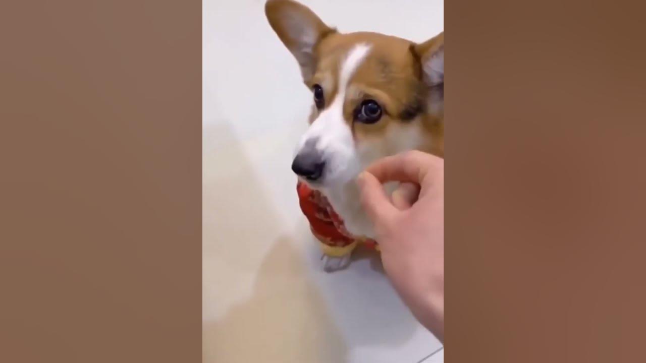 Video thumbnail for funny #cat compilation